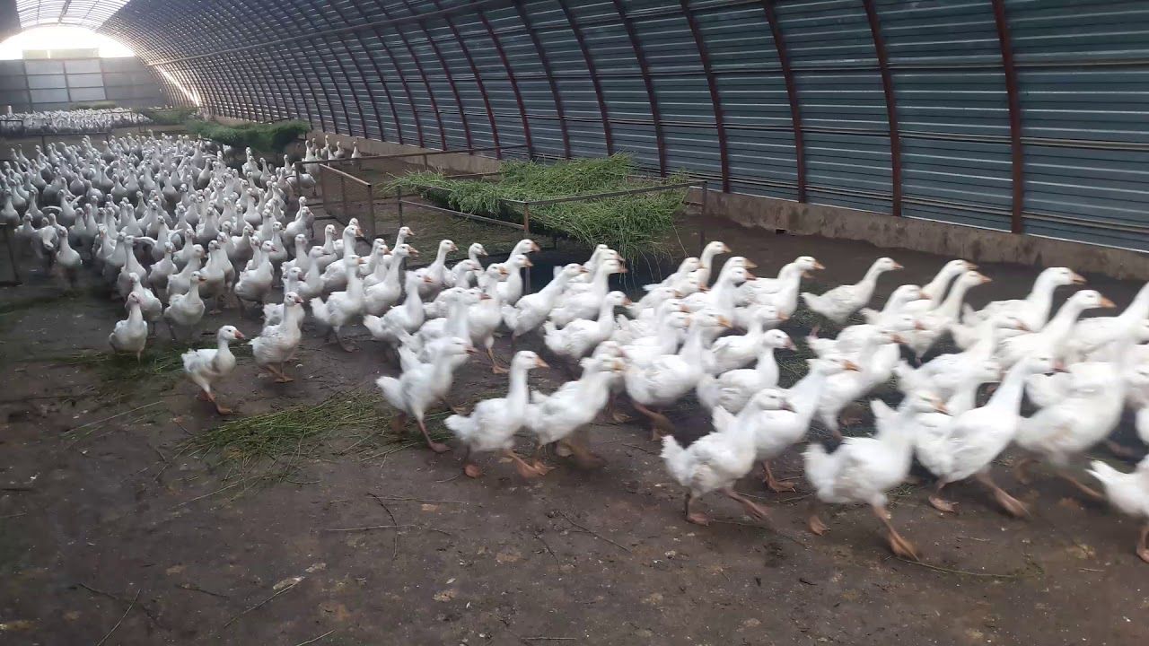 Как открыть птицеводческую ферму